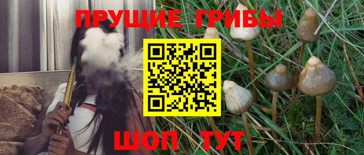 Александров  Галлюциногенные грибы Psilocybe  Вход с VPN 